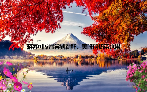 游客可以品尝到新鲜、美味的热带水果